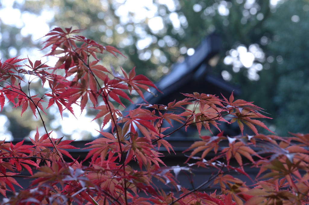 境内の紅葉