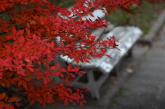 ベンチと紅葉