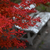ベンチと紅葉