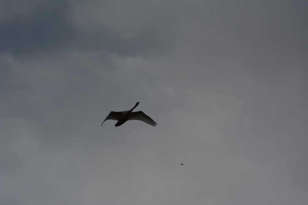 白鳥と魚？