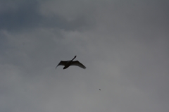 白鳥と魚？