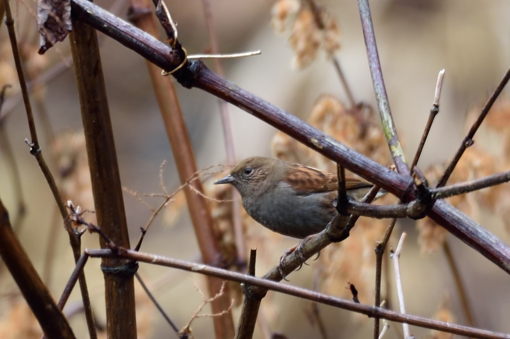 カヤクグリ　初見、初撮り
