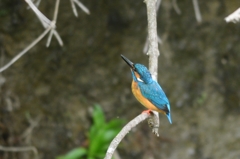 今年初　カワセミ　♂