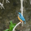 今年初　カワセミ　♂