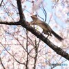 春を駆けるママ