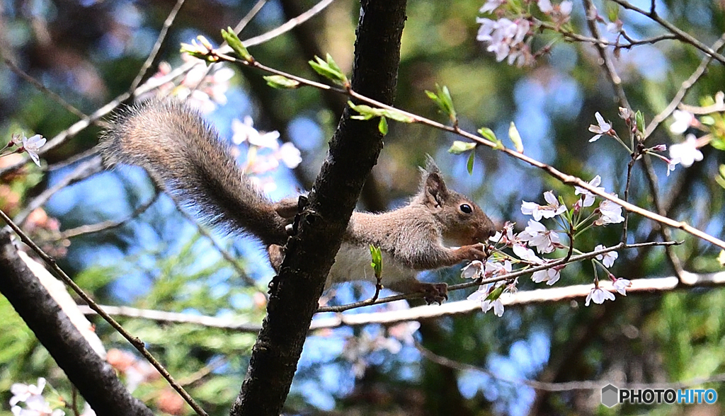 おチビちゃんと桜(1)