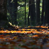 公園の朝