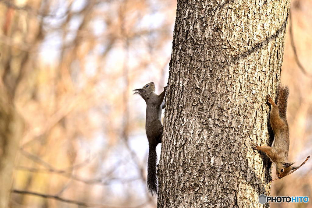 初春の林に遊ぶ Ⅰ
