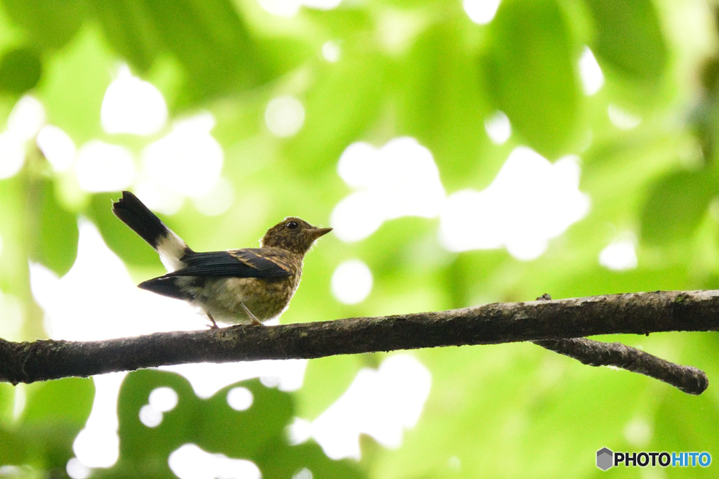 キビタキ　幼鳥？