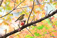 ルリちゃん・もみじ