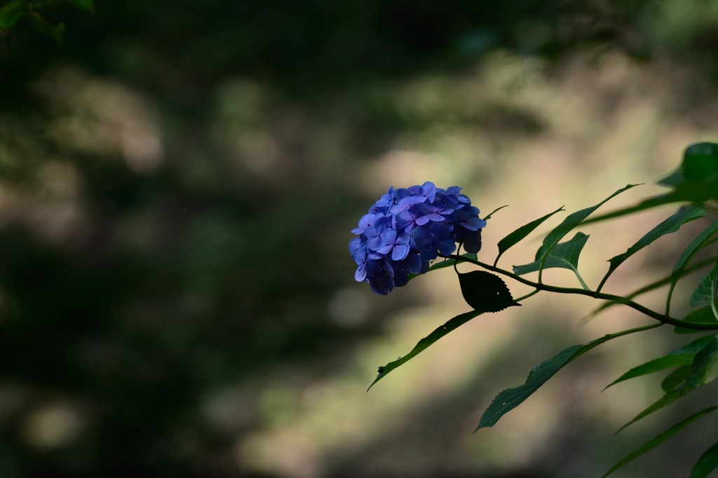 木陰Ⅴ