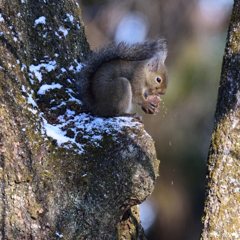 ガリガリ君　Ⅰ