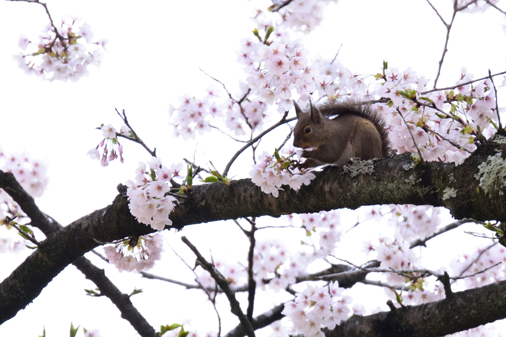 桜・リス　追加版　Ⅱ