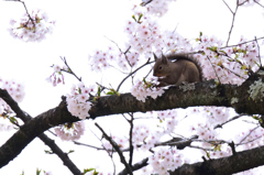 桜・リス　追加版　Ⅱ
