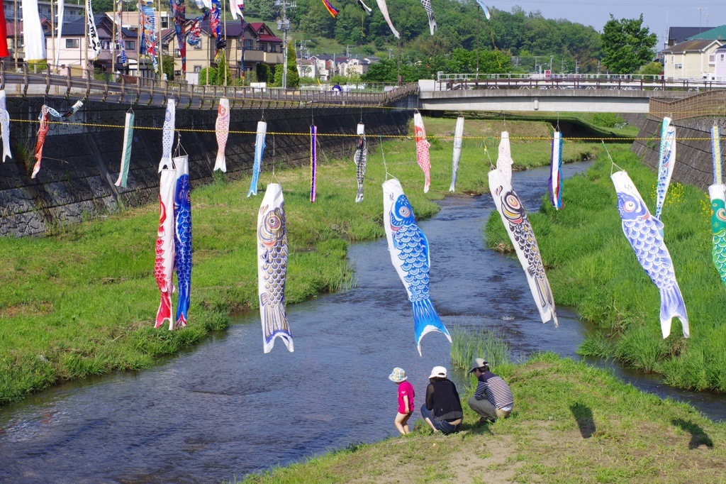 鶴見川こいのぼり