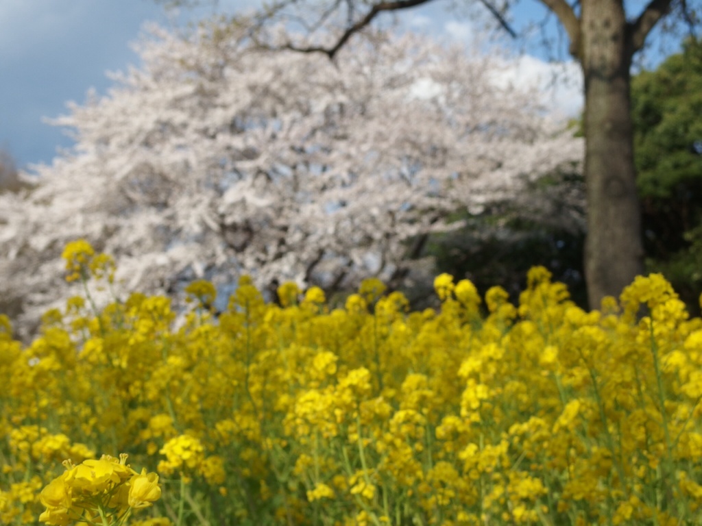 菜の花と桜