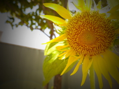 夏に咲いた太陽