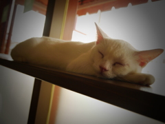おひるねこ。
