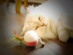 遊び疲れちゃった。
