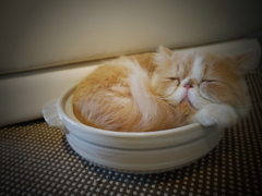 ねこなべ