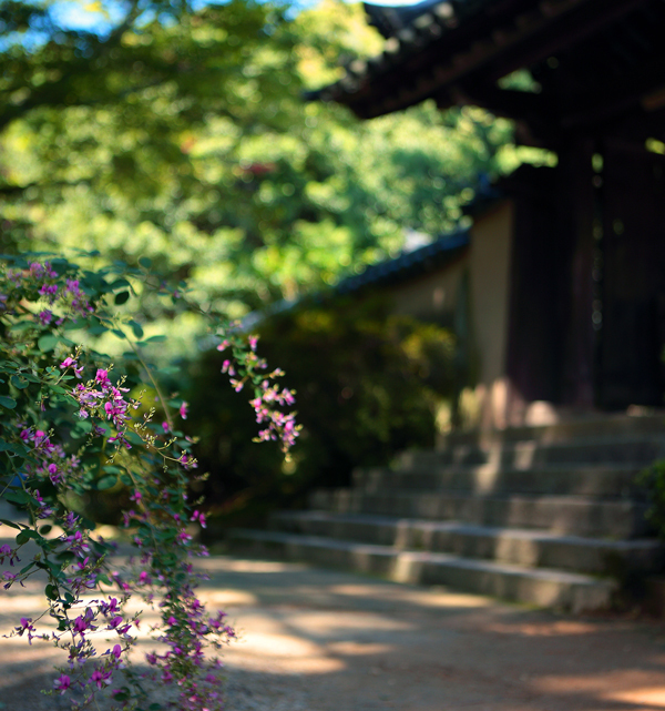 山門前の萩