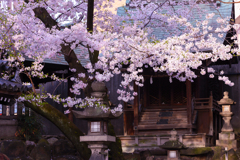 天神さんの桜