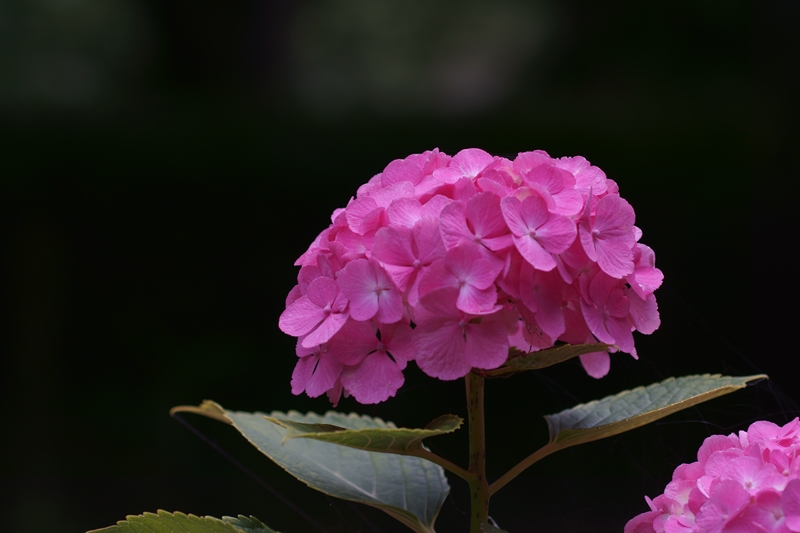 紫陽花　6