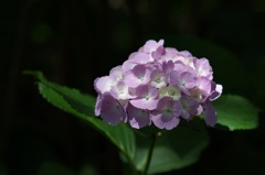 紫陽花　4
