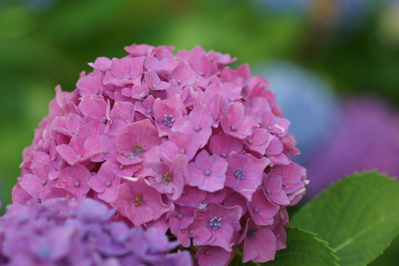 紫陽花　2