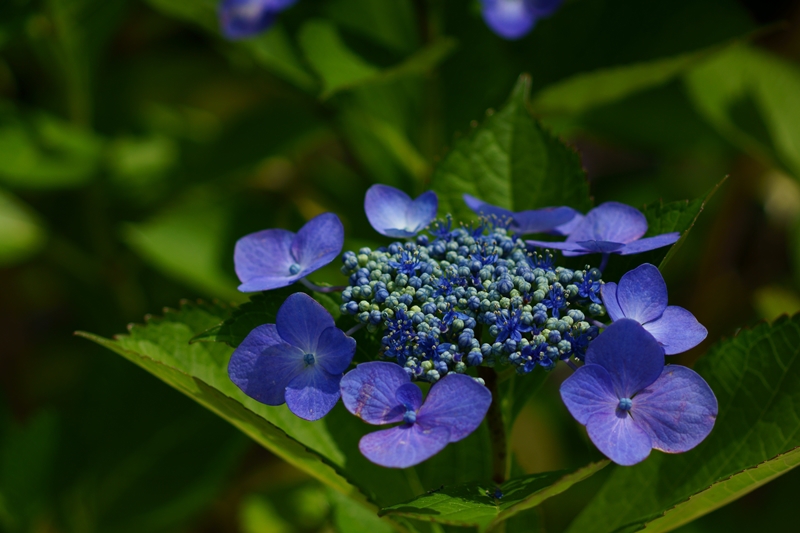 紫陽花　1