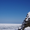 オオワシと流氷