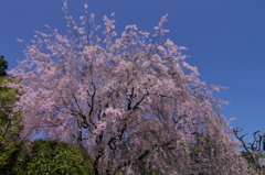 妙心寺退蔵院枝垂れ桜（2013年4月）