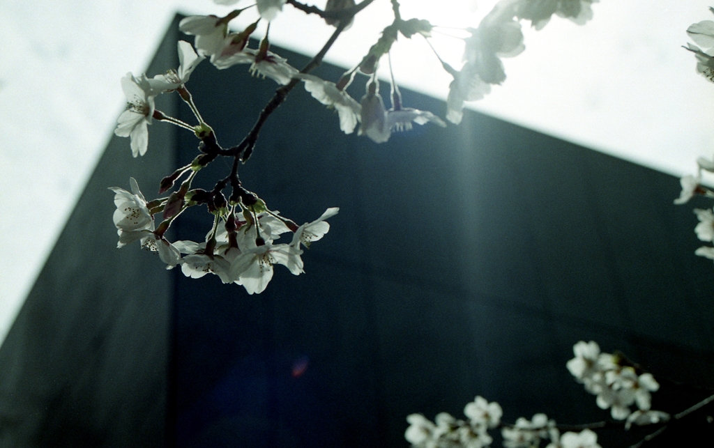 桜