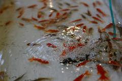 金魚すくい