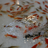 金魚すくい