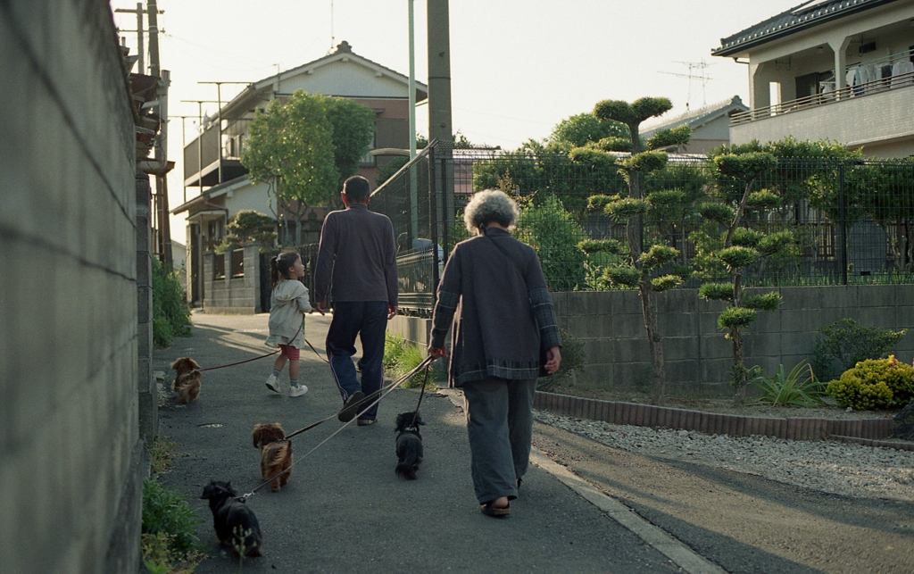 夕方の散歩