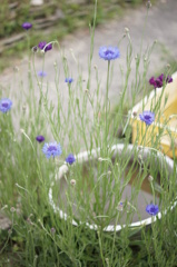 はたけの花