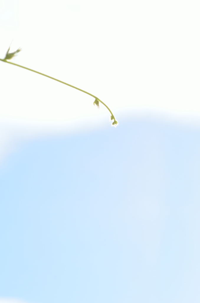 秋空に伸びて