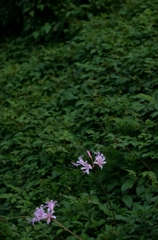 彼岸花