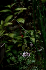 日陰の小菊