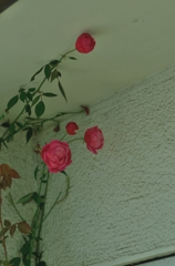 軒先