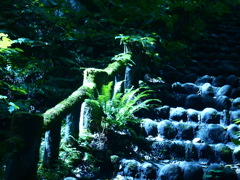 Stairs in the Forest