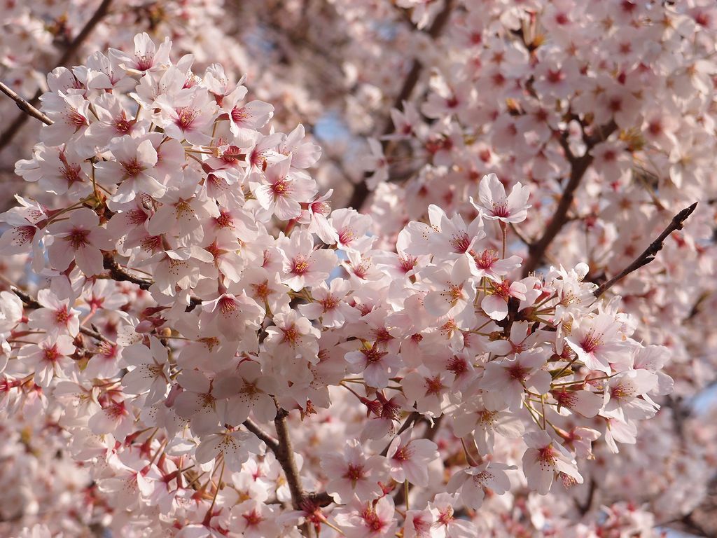 朝桜