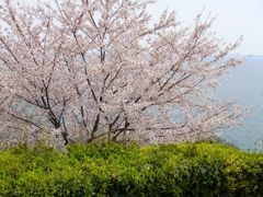 岬の桜