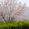 岬の桜