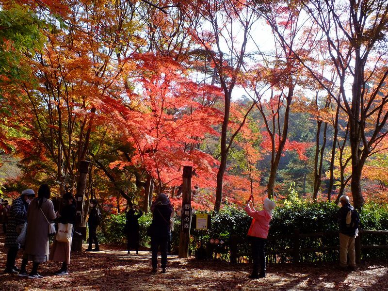 日本の秋