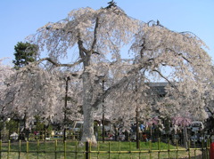 嵐山のしだれ桜
