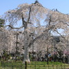 嵐山のしだれ桜