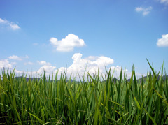 盆地の夏