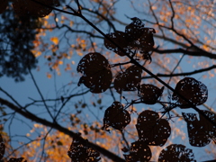 虫紡